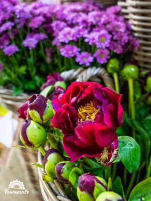 Bouquet de pivoines rouges et bourgeons verts en panier osier, avec fleurs violettes en arrière-plan.